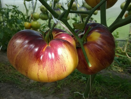 Сарт Ролойз